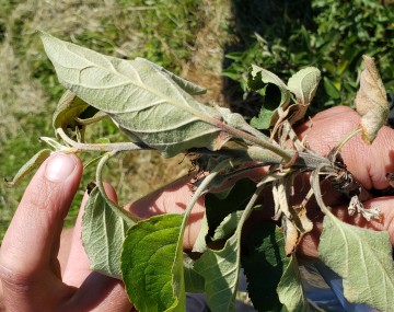 Apple shoot wilting and browning due to fire blight infection