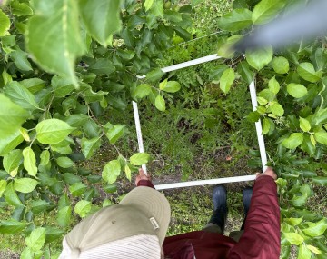 Researcher evaluates weed cover in pvc square between apple trees